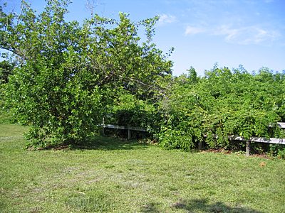 Picnic Area Fenceline